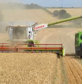 Asia sticks with Argentina for Q1 wheat supply as Australian output shrinks