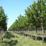 ¿Por qué necesita el grupo Benetton subsidios para plantar árboles en la Patagonia?