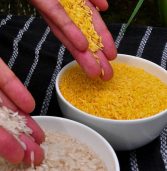 Transgénicos: Producir en libertad es combatir el hambre