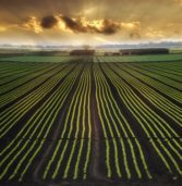 Economías regionales y competitividad